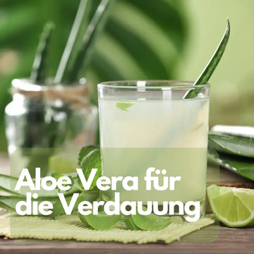Aloe Vera für die Verdauung: Vorsicht bei der Einnahme – sachliche Einordnung und Sicherheit