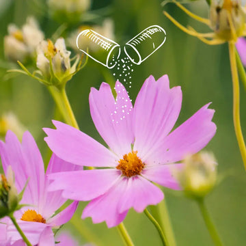 Was ist Astragalus? – sachliche Einordnung und Sicherheit
