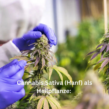 Cannabis Sativa (Hanf) Als Heilpflanze
