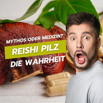 Reishi-Pilz: Mythos, Tradition und Evidenz – sachliche Einordnung und Sicherheit