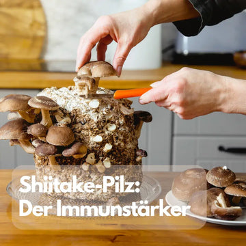 Shiitake: Lebensmittel statt Immunversprechen – sachliche Einordnung und Sicherheit