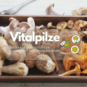 Vitalpilze: Produktformen und Evidenz – sachliche Einordnung und Sicherheit