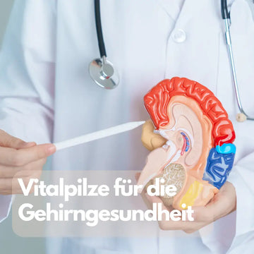 Vitalpilze und Gehirngesundheit: Was ist belegt? – sachliche Einordnung und Sicherheit