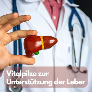 Vitalpilze für die Leber? Evidenz und Risiken – sachliche Einordnung und Sicherheit