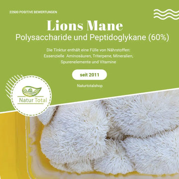 Lion’s Mane: Wirkung, Studien und Grenzen – sachliche Einordnung und Sicherheit