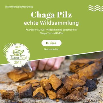 Chaga-Pilz-Brocken: Qualität, Zubereitung, Risiken – sachliche Einordnung und Sicherheit