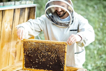 Imker arbeitet an Bienenstöcken auf einem Bienenstand