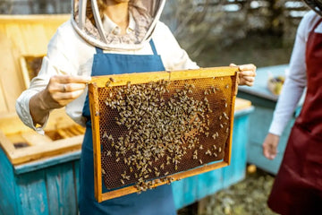 Imker arbeiten mit Bienenwaben an einem Bienenstand