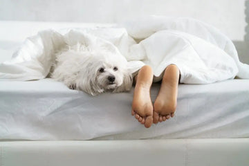 Frau schläft mit einem Hund entspannt im Bett