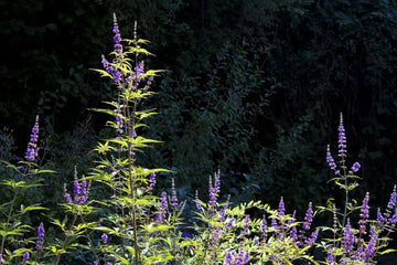 Blühender Mönchspfeffer mit violetten Blütenständen