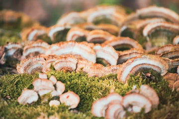 Mehrfarbige Schmetterlingstrameten wachsen auf abgestorbenem Holz