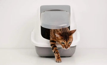 Saubere Katzentoilette mit mineralischer Katzenstreu