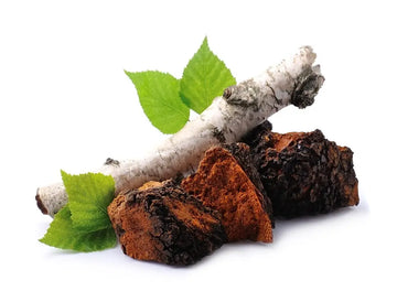 Chaga-Pilz mit schwarzer Oberfläche an Holz