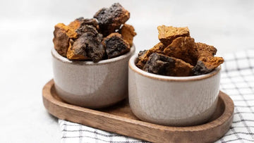 Chaga-Pilzstücke in einer Schale als traditioneller Rohstoff