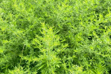 Botanisch dargestellte Artemisia-annua-Pflanze ohne Heilversprechen