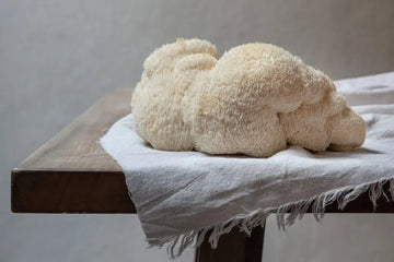 Lion’s-Mane-Pilz mit typischen weißen Stacheln