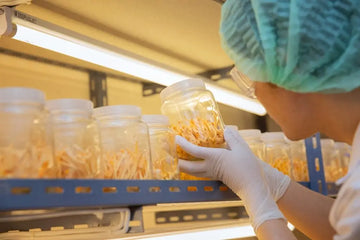 Cordyceps sinensis: Pilz, Produkte und Qualität – sachliche Einordnung und Sicherheit