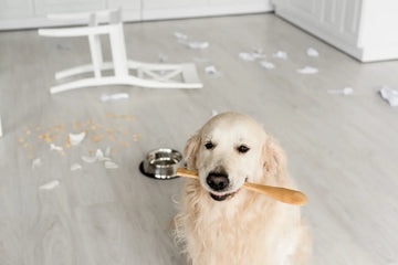 Flohsamenschalen für Hunde: Dosierung tierärztlich klären – sachliche Einordnung und Sicherheit