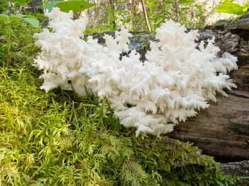 Igelstachelbart-Pilz Hericium erinaceus in sachlicher Darstellung