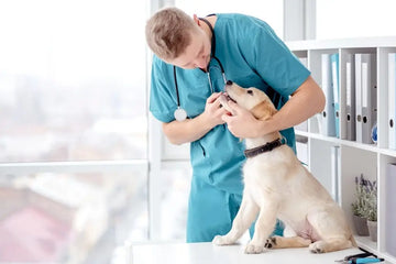 Tierärztin untersucht aufmerksam einen Hund
