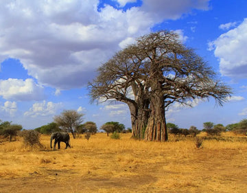 Elefant in einer Savanne mit einem Baobab-Baum im Hintergrund