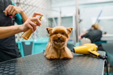 Hundefriseurin sprüht ein Pflegeprodukt auf einen Hund