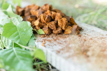 Geschnittene und getrocknete Chaga-Stücke auf einer Unterlage