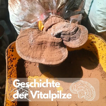 Vitalpilze: Geschichte und heutige Evidenz – sachliche Einordnung und Sicherheit