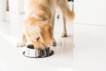 Flohsamenschalen für Hunde: Morgens oder abends? – sachliche Einordnung und Sicherheit