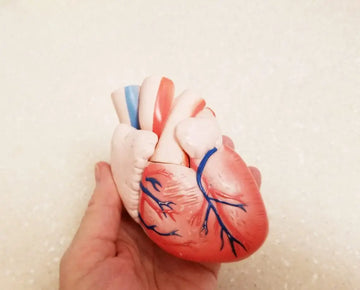 Anatomisches Herzmodell als Symbol für sichere Arzneimittelwahl
