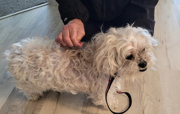 DMSO beim Hund: Risiken äußerlicher Anwendungen – sachliche Einordnung und Sicherheit