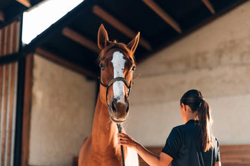 DMSO beim Pferd: Nur tierärztlich anwenden – sachliche Einordnung und Sicherheit