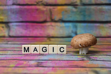 Magic Mushrooms: Rechtslage und Gesundheitsrisiken – sachliche Einordnung und Sicherheit