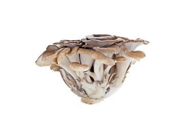 Maitake-Pilz auf neutralem Hintergrund