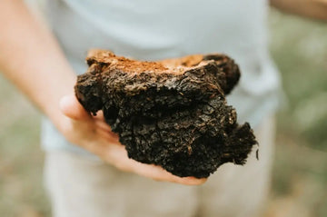 Sammler hält einen wilden Chaga-Pilz an einem Baum