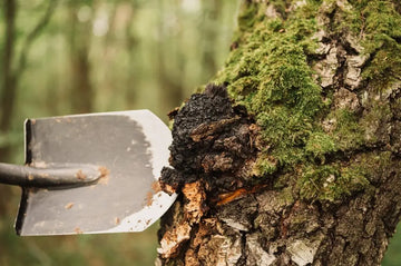 Sammler gewinnt Chaga an einem Baum im Wald