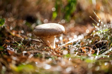 Pilz im Wald als Symbol für sichere Artenbestimmung