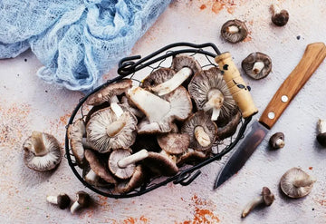 Shiitake-Fruchtkörper auf einem geeigneten Anbausubstrat