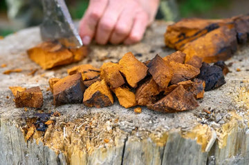 Geschnittener Chaga-Pilz ohne Heil- oder Immunversprechen