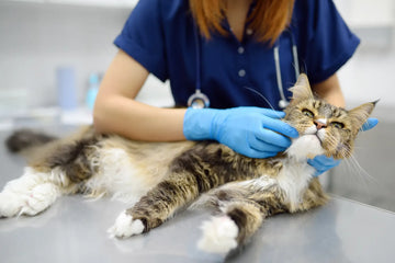 Zeckenstich bei Katzen: Entfernen und beobachten – sachliche Einordnung und Sicherheit