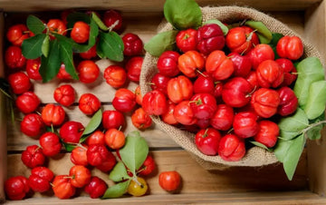 Reife Acerola-Früchte als Ausgangsstoff für Pulver und Extrakte
