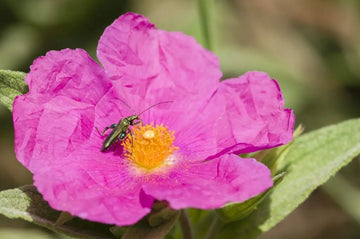 Rosafarbene Blüte einer Zistrose im Freien