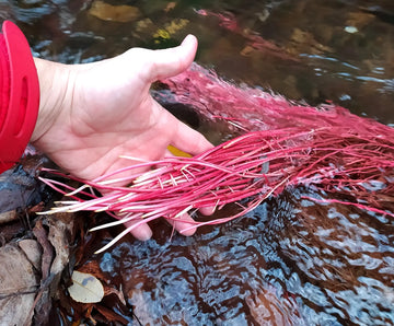 Carrageen: Funktion, Bewertung und Verträglichkeit – sachliche Einordnung und Sicherheit