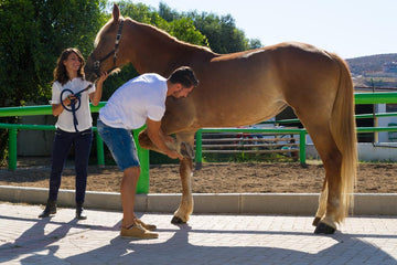 Ist Arthrose beim Pferd heilbar?