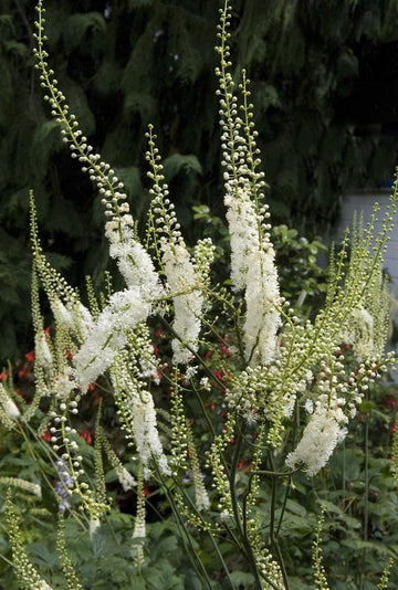 Blühende Traubensilberkerze Actaea racemosa
