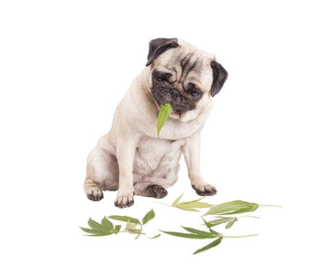 Cannabisöl für Tiere?