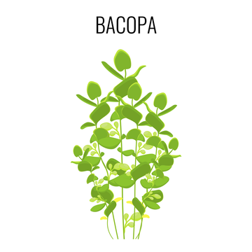 Brahmi - Bacopa Monnieri das kleine Fettblatt