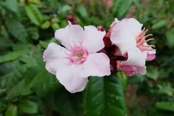 Strophanthus-Pflanze als historische Quelle von Strophanthin