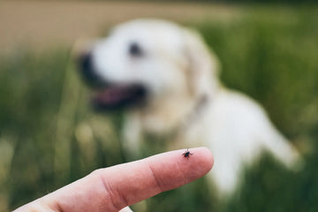 Zeckenstich: Risiken, Entfernung und Beobachtung – sachliche Einordnung und Sicherheit