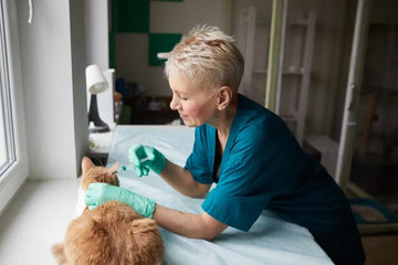 Katze wird in einer Tierarztpraxis untersucht